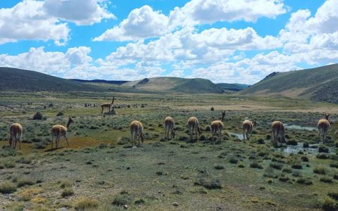 MAHUILQUE-ingenieria-ambiental-geomensura-mineria-geotecnia-ecologia-33