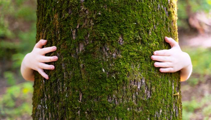 La conservación de bosques es esencial para el equilibrio ecológico y la sostenibilidad ambiental. En Mahuilque SPA, nos dedicamos a implementar estrategias efectivas que promuevan la conservación y restauración de estos ecosistemas vitales. En este artículo, exploramos las diversas técnicas y enfoques que utilizamos para proteger y revitalizar los bosques.