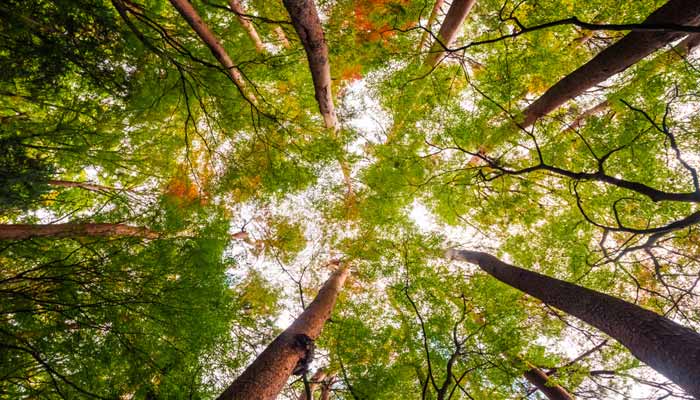 Uno de nuestros enfoques clave en la restauración de bosques es la reforestación. En Mahuilque, hemos desarrollado viveros inteligentes que utilizan tecnología de punta para cultivar plántulas en condiciones óptimas. Estas plántulas son luego transplantadas a áreas degradadas para restaurar la cobertura forestal.