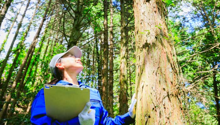 Los bosques albergan una gran diversidad de especies animales y vegetales. La conservación de estos ecosistemas es crucial para proteger la biodiversidad y asegurar la supervivencia de especies en peligro de extinción. Nuestras estrategias de conservación están diseñadas para preservar hábitats críticos y fomentar la recuperación de especies nativas.