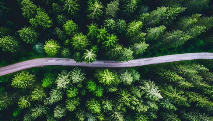 Increíbles efectos de la fragmentación del hábitat en la fauna: un reto para la conservación Mahuilque Ingeniría Geomensura