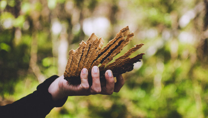 Los bosques tropicales, conocidos como los pulmones verdes del planeta, están en una encrucijada crítica. El cambio climático, impulsado por actividades humanas, está alterando estos ecosistemas vitales, comprometiendo su capacidad para regular el clima global y albergar una biodiversidad incomparable. Sin embargo, aún hay esperanza. A través de soluciones innovadoras y colaborativas, es posible mitigar estos impactos y preservar estos tesoros naturales para las generaciones futuras. Mahuilque Ingeniería Geomensura.